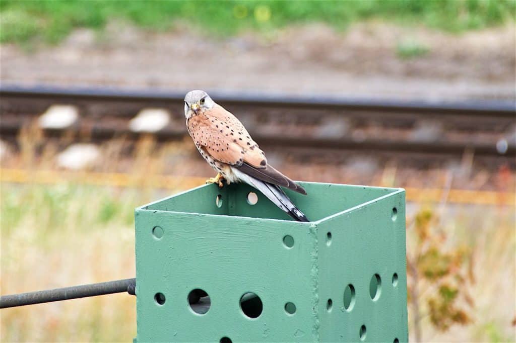 Turmfalke in Moabit